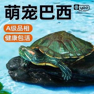 yee乌龟活物巴西龟红耳乌龟活体观赏宠物半水龟活物情侣龟巴西龟