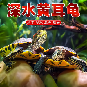 深水龟黄耳龟鱼缸混养观赏龟宠物龟吃粪龟清洁缸冷水长寿乌龟活物