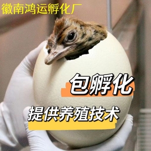 鸵鸟蛋受精可孵化小驼鸟苗新鲜种蛋受精卵非洲澳洲包破损全国包邮
