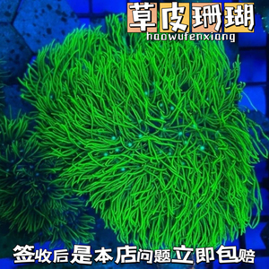 日本草皮荧光绿草皮软体母体珊瑚新手好养活体LPS海缸海水观赏鱼