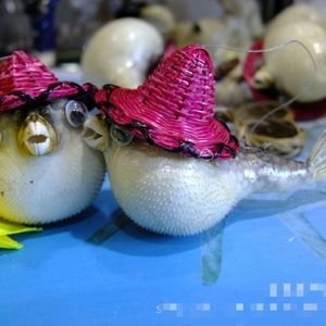 天然河豚鱼标本带竹编帽海洋生物鱼家居挂件饰品儿童玩具