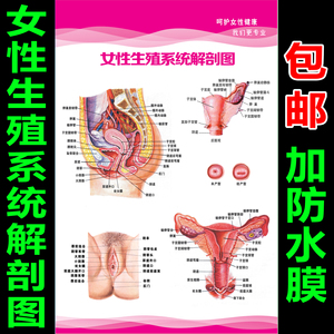 女生殖女器图 淘宝拼多多热销女生殖女器图货源拿货 阿里巴巴货源