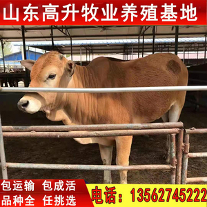 鲁西黄牛牛犊肉牛活牛出售小牛黄牛活苗小牛仔纯种牛犊子养殖技术