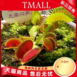 食虫植物盆栽植物 淘宝拼多多热销食虫植物盆栽植物货源拿货 阿里巴巴货源 食虫植物盆栽植物 淘宝拼多多热销食虫植物盆栽植物货源拿货 阿里巴巴货源