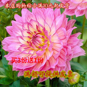 大花球根 淘宝拼多多热销大花球根货源拿货 阿里巴巴货源 大花球根 淘宝拼多多热销大花球根货源拿货 阿里巴巴货源