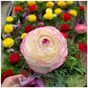 芹菜叶牡丹 芹菜叶牡丹品牌 价格 阿里巴巴