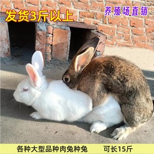 兔活物大型肉兔种兔比利时非一对公母成年可食用大兔孕兔白兔活体