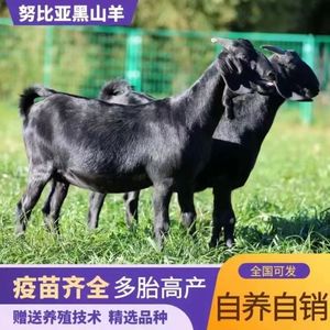 纯种努比亚黑山羊小羊羔活羊怀孕母羊青年配种公羊仔活苗养殖技术