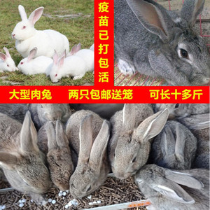 大型肉兔兔子活物家兔繁殖种兔月月兔比利时兔兔子活苗小白兔活体
