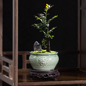 中国风小叶紫檀花盆兽头绿植冰裂陶瓷盆栽家用桌面创意古典摆件