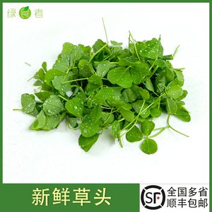 新鲜草头 上海本地农家三叶菜金花菜野菜新鲜蔬菜本地草头 湿的