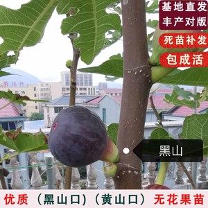 黑山口无花果树苗特大糖心黄山口无花果南北方种植盆地栽当年结果