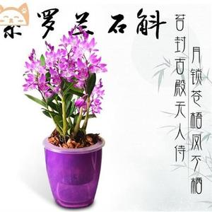 秋石斛兰带花植物绿植花卉欧美风迷你异国风情紫色石触兰花盆栽