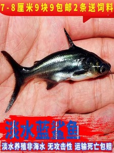 活体观赏鱼淡水蓝鲨鱼宠物鱼新手鱼好养的非海水鱼无攻击性可混养