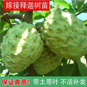 台湾凤梨释迦果树特大番荔枝嫁接苗榴莲释迦果苗南方种植当年结果