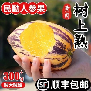 【树上熟】甘肃民勤人参果特大10斤黄肉熟果长果当季新鲜低糖水果