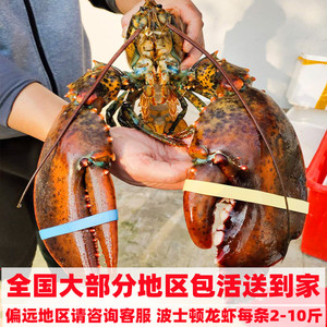 鲜活波士顿大龙虾进口海鲜水产超特大澳洲澳大利亚加拿大10斤包活