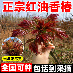 红油香椿树苖正宗矮化食用香春树苗四川春芽南方种植果树果苗盆栽