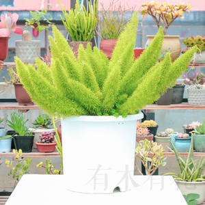 狐尾天门冬多年生常绿植物观叶绿植盆栽苗有木有花 阿里巴巴找货神器