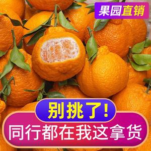 四川不知火丑橘9斤新鲜水果当季现摘橘子整箱耙耙柑橘丑八怪桔子