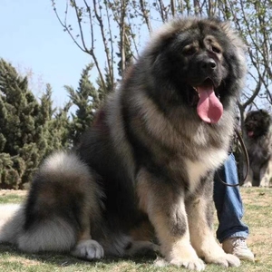 高加索幼犬纯种熊版高加索犬活体巨形看家狗大型猛犬护卫犬大型狗