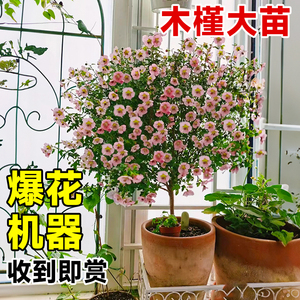 小木槿棒棒糖花苗蓝雪花果汁阳台月季花卉盆栽室内植物阳台带花苞