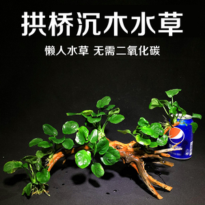 懒人水榕沉木拱桥阴性草鱼缸造景活体水草无土淡水植物莫斯丹麦榕