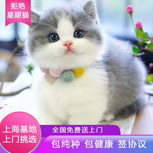 上海高端猫舍曼基康矮脚猫幼猫英短蓝白纯种乳白短腿猫咪活物幼崽