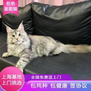 上海高端猫舍纯种缅因猫幼猫巨型活体银虎斑宠物幼崽烟熏色灰大型