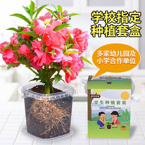 凤仙花种籽四季小学生科学实验观察指甲花儿童种植小盆栽植物种子