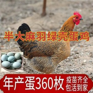 散养产蛋王麻羽土鸡活苗粉绿壳蛋鸡母苗青年鸡下蛋鸡活鸡包活到家