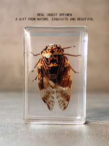 真实动物 蝉知了昆虫标本 透明树脂小孩幼儿园观察识别有趣的礼物
