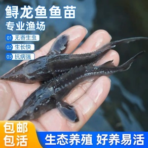 特级鲟鱼苗12-15厘米鱼优质杂交鲟活体鲟龙路亚匙吻鲟塘人工养殖