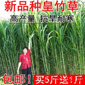 四季新型皇竹草子种孑多年生种子品种 黄竹草种 甜象草种养殖畜牧