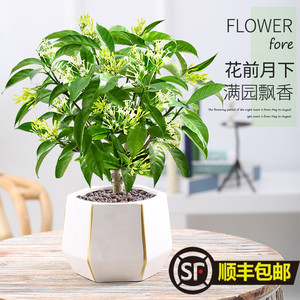 四季夜来香盆栽花树苗带花苞室内阳台趣味植物浓香型四季开花绿植