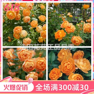 新しいコレクション 薔薇蜂蜜