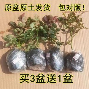 月季小苗扦插花苗四季开花红果汁阳台带花苞爬藤蔷薇玫瑰灌木植物