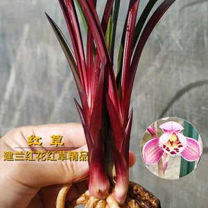 蕙兰红草 精品红花红芽冬带花苞出售 有香味的兰花苗室内好养花卉