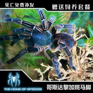 网红新蓝色品种蓝哥斑哥斯达黎加斑马脚好养活蜘蛛活体宠物