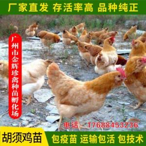 广州胡须鸡孵化场出壳胡须鸡苗鲜活胡须鸡仔全国运输包活量大包邮