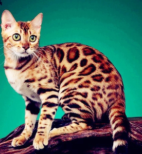 豹猫活体纯种孟加拉空心大玫瑰花纹家养短毛幼猫豹纹宠物猫咪银豹