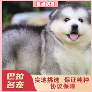 上海基地  出售纯种阿拉斯加幼犬活体巨型熊版阿拉斯加犬宠物狗狗