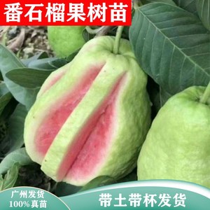 四季南北方种植正宗台湾红心西瓜芭乐珍珠白番石榴果树苗当年结果