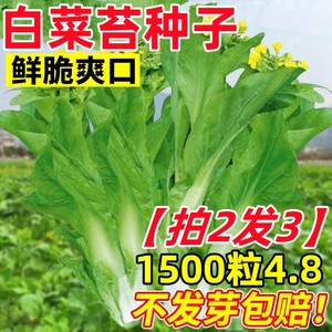 早熟奶油白菜苔种子红菜苔菜心种籽香菜小青菜冰菜四季耐寒蔬菜