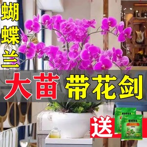 蝴蝶兰花苗带花剑带花苞盆栽兰花大苗客厅室内植物花卉四季好养活