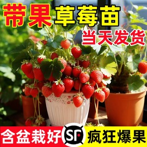 特大草莓苗秧盆栽带果四季结果冬季红颜玄玉草莓苗室内阳台绿植物