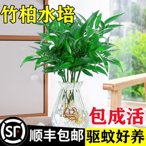 驱蚊竹柏水培植物大棵室内水养绿植花卉盆栽办公室桌面驱蚊草好养