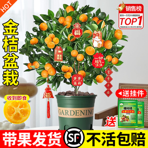 带果金桔树盆栽四季可食用金橘子树苗盆景客厅室内外果树苗好养