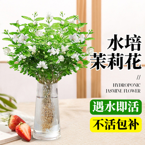 茉莉花水培植物鲜花盆栽客厅绿植办公室内花卉植物四季开花好养活