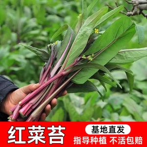红菜苔种子红菜白菜苔增城一号迟甜菜心蔬菜种孑农家四季家庭种植